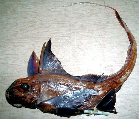 Hydrolagus lusitanicus_023
